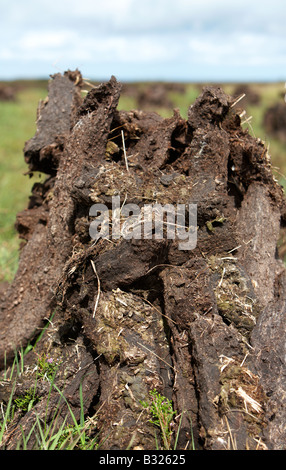 Tappeto erboso di torba combustibile tagliato già accumulato in pile di essiccamento ad aria sul bagnato Bog nella contea di Sligo, Repubblica di Irlanda Foto Stock