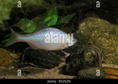 Bitterling (Rhodeus sericeus, Rhodeus amarus) accanto ai pittori cozza (Unio pictorum Pollicepes pictorum) Foto Stock