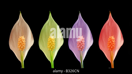 La pace lilly colorato Foto Stock