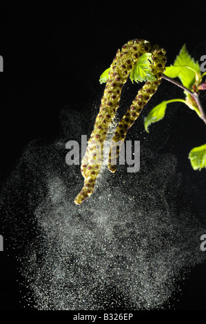 Argento betulla, Betulla europea (Betula pendula, betula alba, Betula verrucosa), maschio blossoms rilasciando il polline Foto Stock