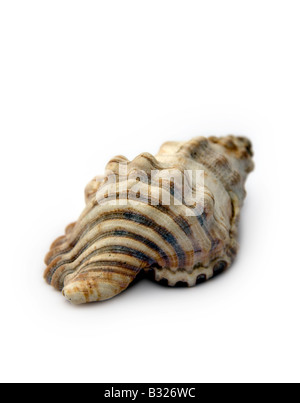 Shell, sfondo bianco Foto Stock