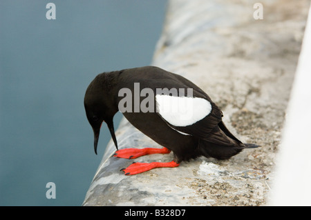 Black guillemot, Cepphus grylle, arroccato sulla parete del Porto in Isola di Man in allevamento del piumaggio e la visualizzazione Foto Stock