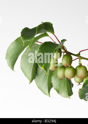 Hardy vitigni Kiwi Actinidia arguta Actinidiaceae Foto Stock