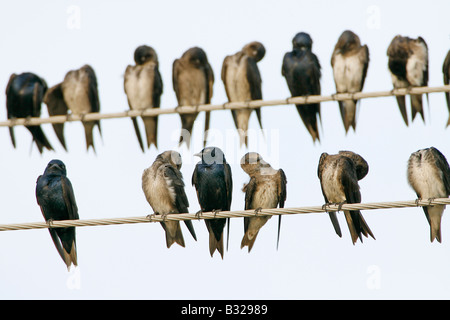 Viola Martins sul filo di utilità Foto Stock