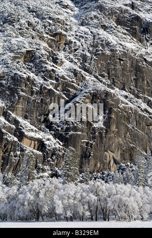 Una notte di tempesta di neve dà modo di una chiara mattina nella valle di Yosemite Awahnee del prato Foto Stock