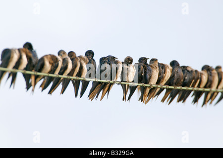 Viola Martins sul filo di utilità Foto Stock