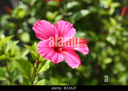 Rosa fiori di ibisco Foto Stock