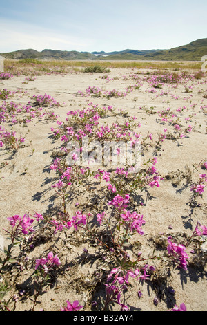 Piante da fiore su un dilavamento pianura al di sotto del ghiacciaio di Russell vicino a Kangerlussuaq in Groenlandia Foto Stock