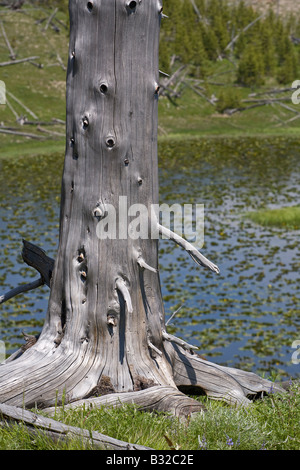 Un colore argento albero morto e un laghetto di gigli NELLA VASCA IMPERIALE il parco nazionale di Yellowstone Wyoming Foto Stock