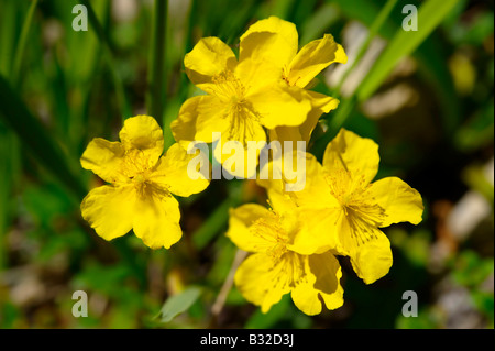 Wild prato alpino flower - Grindelwald in Svizzera Foto Stock