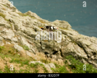 Un puffin in volo su Skomer Island. (Guarda le mie altre foto dei puffini, fare clic su Il mio nome) Foto Stock