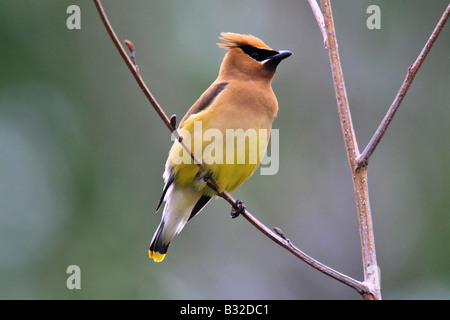 Beccofrusone dei Cedri Foto Stock