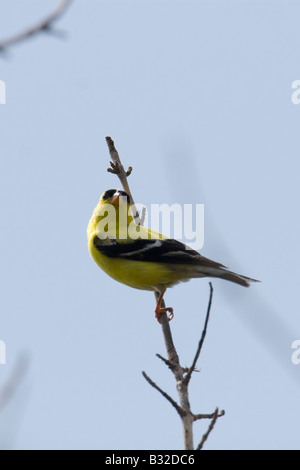 American Goldfinch Foto Stock