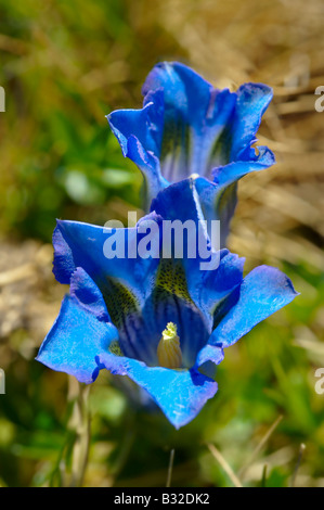 Rara Genziana Clusiuss ( Gentiana Cluisii ) . Alpi svizzere Svizzera Europa Foto Stock