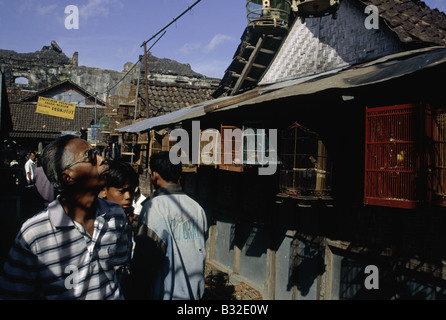 Persone che guardano uccelli in gabbia, mercato degli uccelli, Jogyakarta, Indonesia, Asia Foto Stock