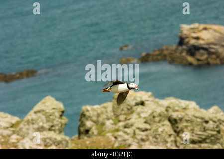 Un puffin in volo su Skomer Island. (Guarda le mie altre foto dei puffini, fare clic su Il mio nome) Foto Stock