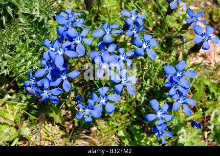 Kitzbühler Horn Aurach Trek: fiori selvatici: genziane bavaresi Foto Stock