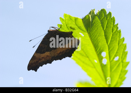 Milbert Tartaruga della deposizione delle uova Nymphalis milberti Foto Stock