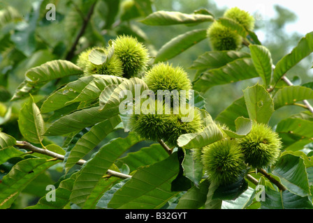 Natura,Kiamusze,Cina Foto Stock