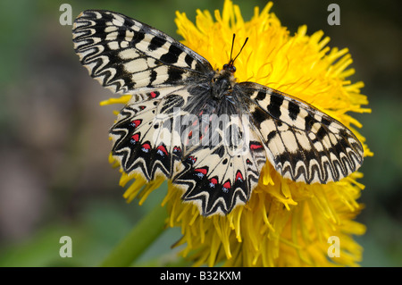 Festone meridionale (Zerynthia polissena) sul fiore di dente di leone Foto Stock