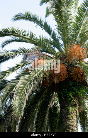 Data PALM Phoenix dactylifera cresce a San Vicente de la Barquera Cantabria España Foto Stock