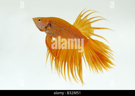 Siamese Fighting Fish Betta (sp), maschio Foto Stock