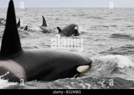 Orca Balena Killer Whale (Orcinus orca) Pod vicino a Lofoten Foto Stock