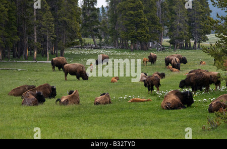 Una mandria di bisonti godere di pascolo buono durante la primavera lungo il Nez Perce fiume Yellowstone National Park Wyoming Foto Stock