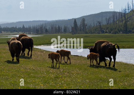 BISON vacche con i loro vitelli a molla a piedi lungo il fiume FIREHOLE in cerca di pascoli il parco nazionale di Yellowstone Wyoming Foto Stock