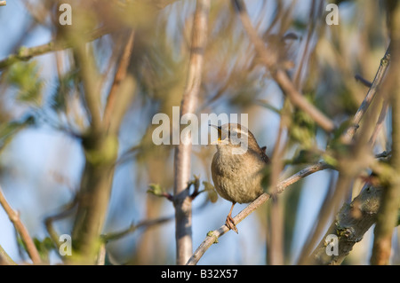 Scricciolo Troglodytes troglodytes nella canzone Norfolk Aprile Foto Stock