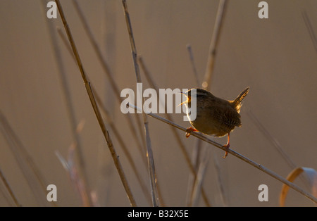 Scricciolo Troglodytes troglodytes nella canzone all'alba Norfolk Aprile Foto Stock