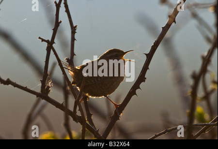 Scricciolo Troglodytes troglodytes nella canzone all'alba Norfolk Aprile Foto Stock