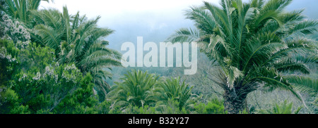 Phoenix canariensis, Isola Canarie data palm Foto Stock