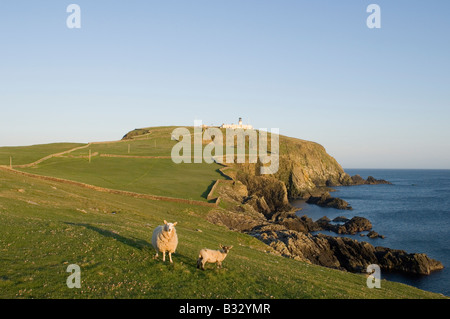 Sumburgh testa riserva RSPB Shetland Giugno Foto Stock