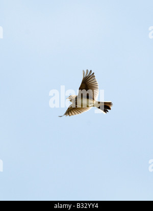 Allodola Alauda arvense in volo canzone Norfolk Aprile Foto Stock