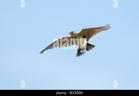 Allodola Alauda arvense in volo canzone Norfolk Aprile Foto Stock