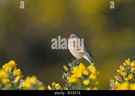 Linnet Carduelis cannabina maschio Norfolk Aprile Foto Stock