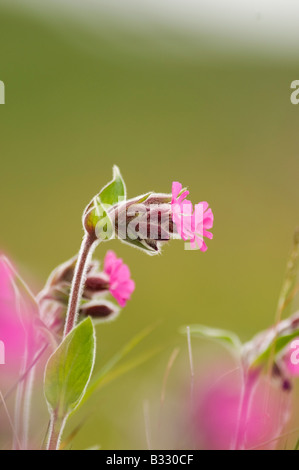 Red Campion Shetland estate Foto Stock