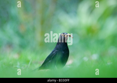 Merlo Turdus merula maschio con beakful di larve sul giardino prato Norfolk Aprile Foto Stock