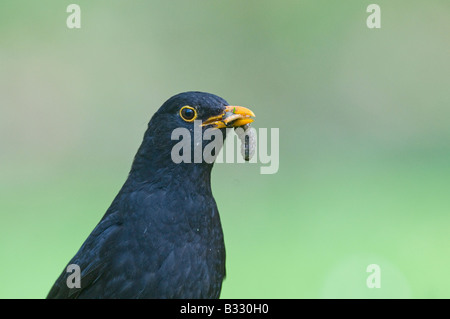 Merlo Turdus merula maschio con beakful di larve sul giardino prato Norfolk Aprile Foto Stock