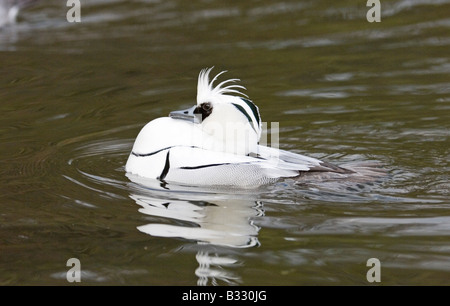 Smew Mergellus albellus visualizzando maschio in primavera la Finlandia Foto Stock