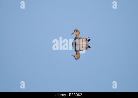 Canapiglia Anas strepera Cley maschio Norfolk Aprile Foto Stock