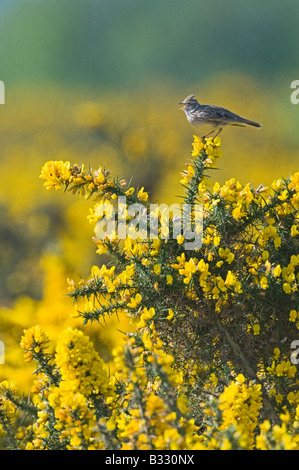 Allodola Alauda arvense nella canzone Norfolk Aprile Foto Stock