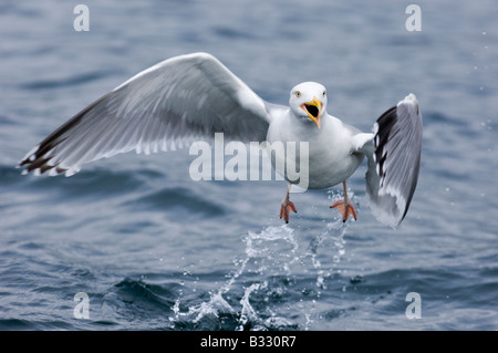 Herring Gull Larus argentatus Norvegia Luglio Foto Stock