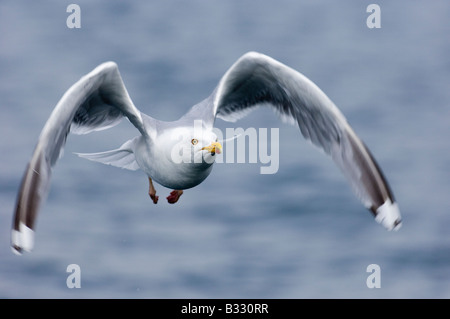 Herring Gull Larus argentatus Norvegia Luglio Foto Stock