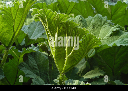 Rabarbaro gigante (Gunnera tinctoria) Foto Stock