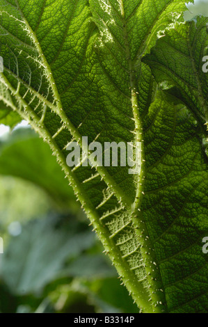 Rabarbaro gigante (Gunnera tinctoria) Foto Stock