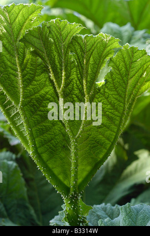 Rabarbaro gigante (Gunnera tinctoria) Foto Stock