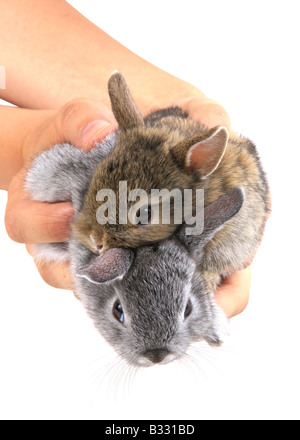 Oryctolagus cuniculus f. domestica, coniglio domestico Foto Stock