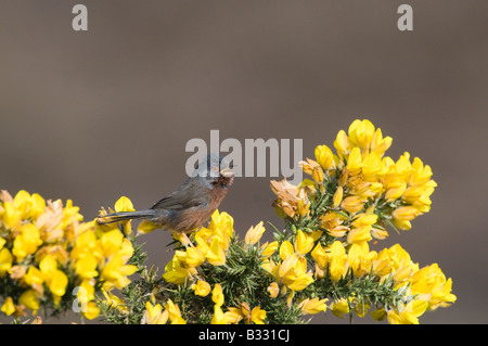 Dartford Trillo Sylvia undata nel canto Dunwich Heath Suffolk Aprile Foto Stock